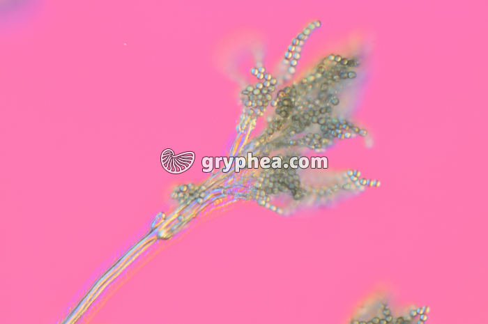 Penicillium - Conidiophore et conidies x100 - gryphea.com
